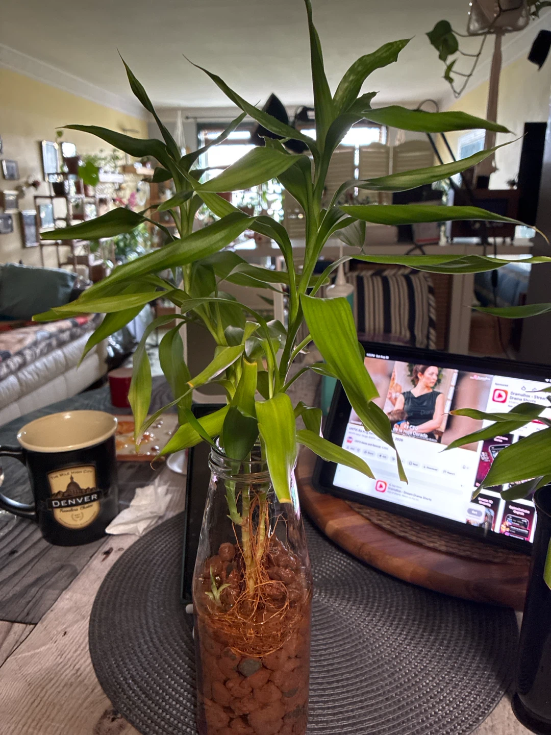 Lucky Bamboo Plant in Glass Vase - photo 3
