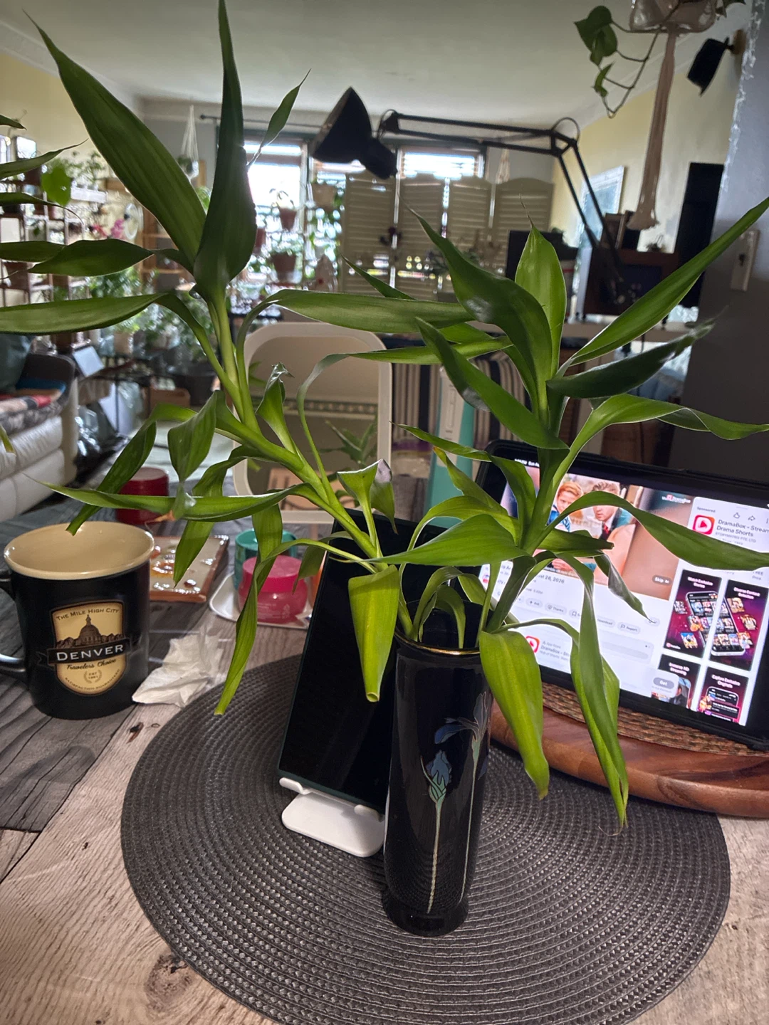 Lucky Bamboo Plant in Decorative Vase