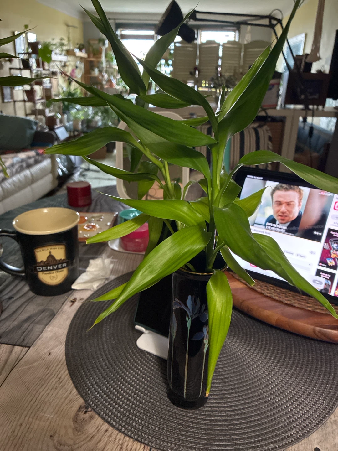 Lucky Bamboo Plant in Decorative Vase - photo 2