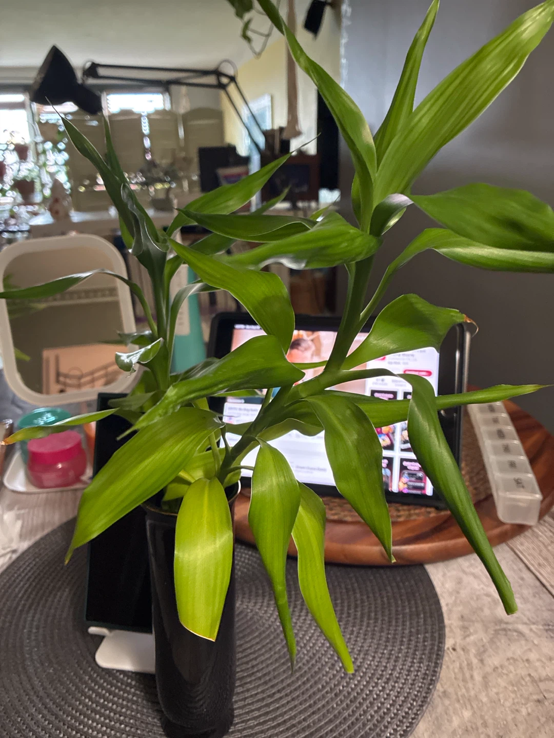 Lucky Bamboo Plant in Decorative Vase - photo 3
