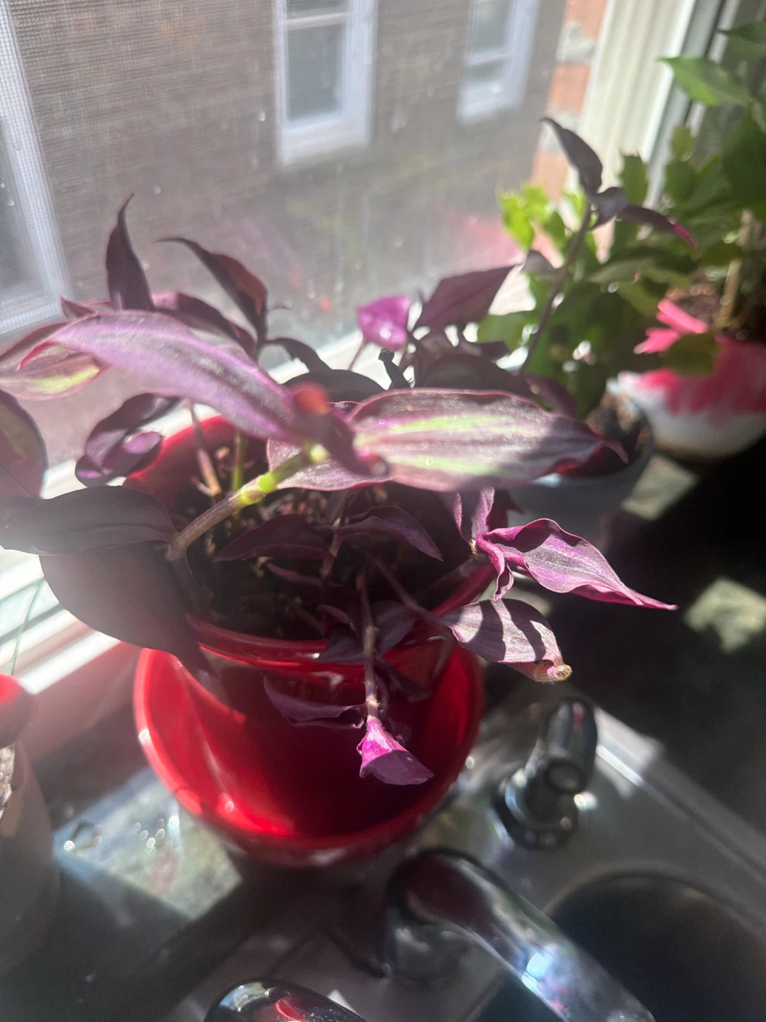 Purple Wandering Jew Plant in Red Pot
