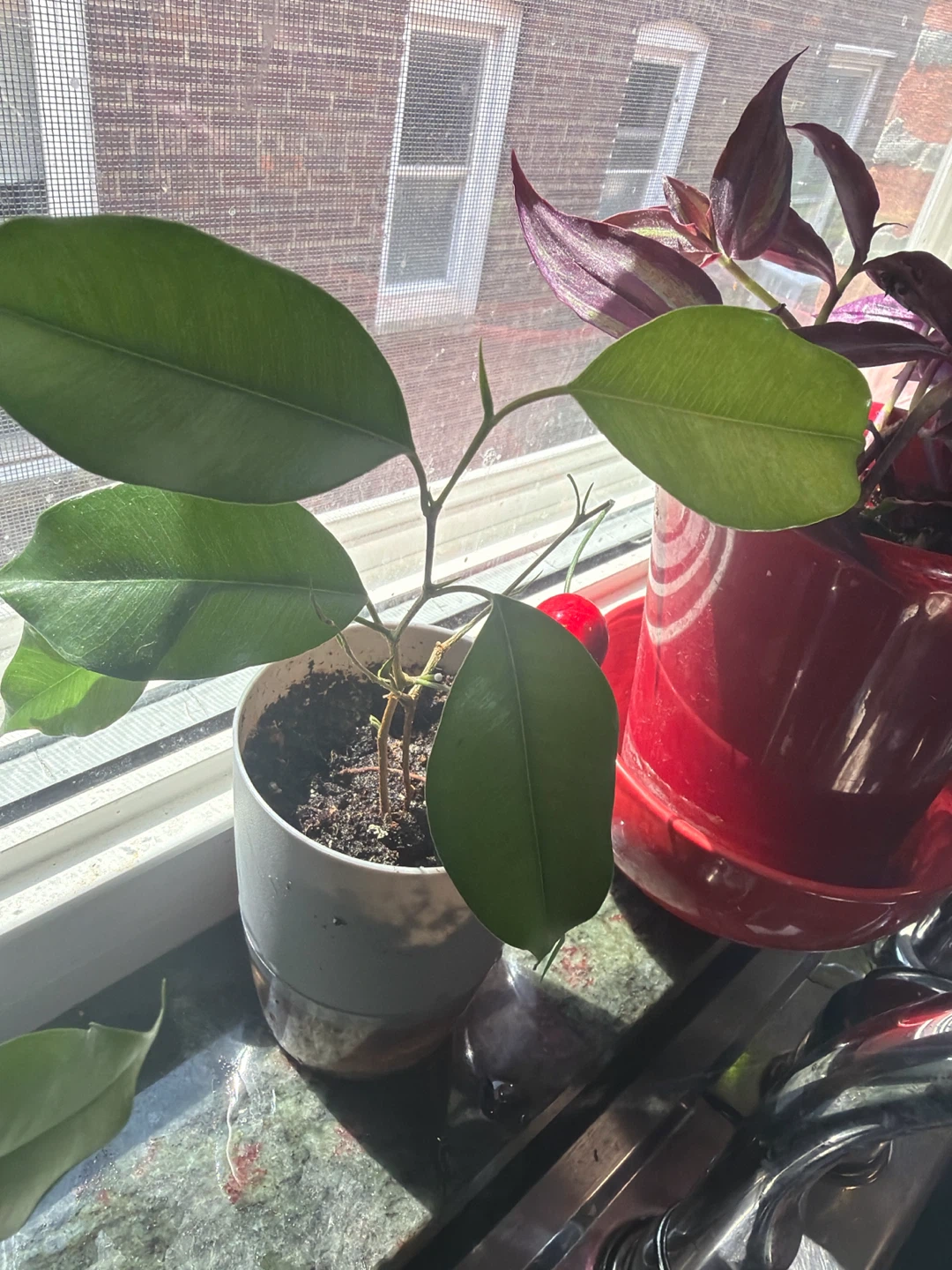 Purple Wandering Jew Plant in Red Pot - photo 3