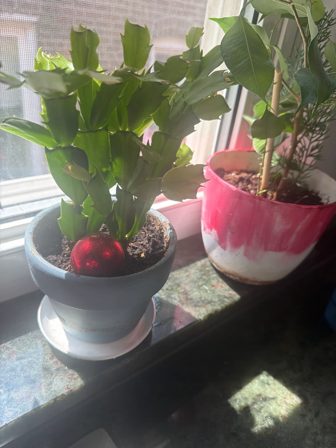 Purple Wandering Jew Plant in Red Pot - photo 4