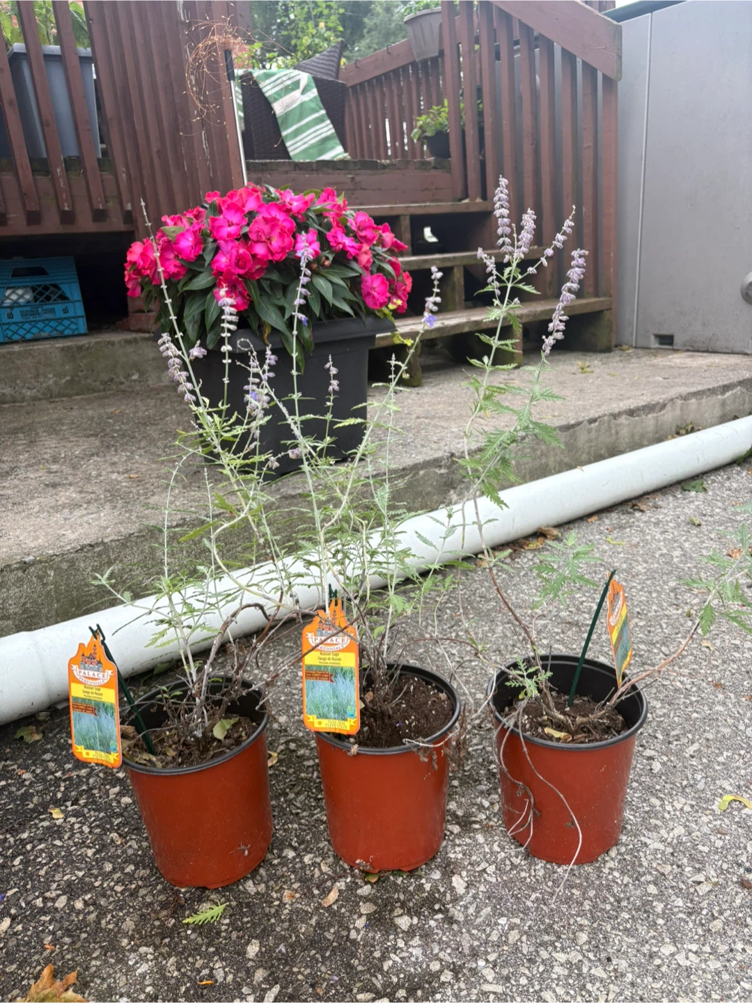 Russian Sage - $2