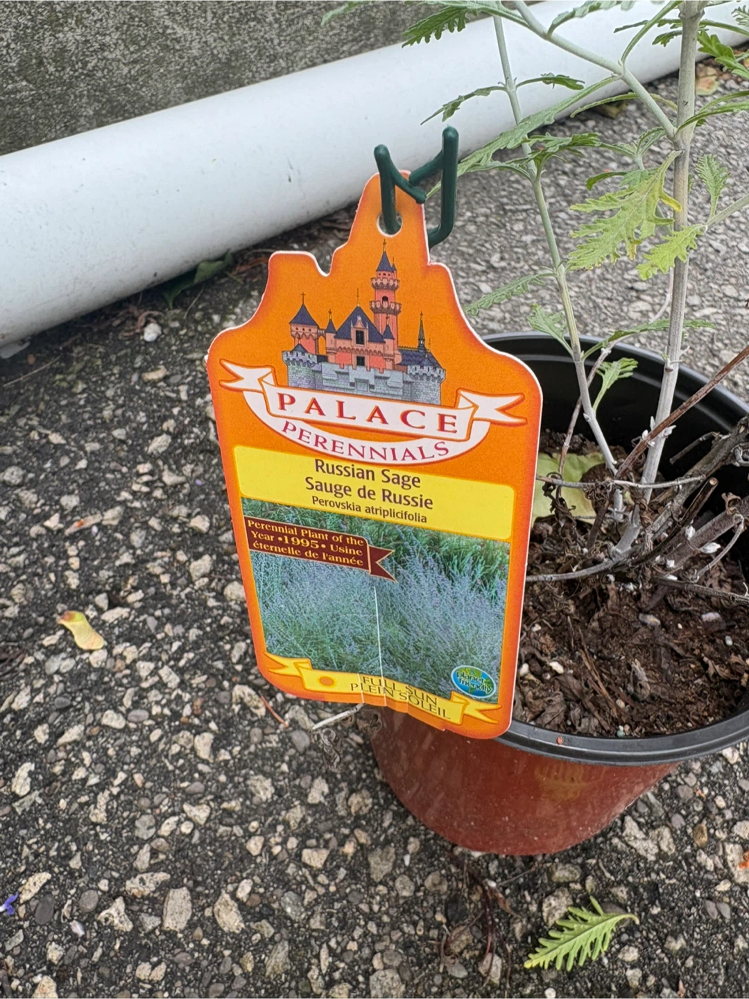 Russian Sage - $2 - photo 2