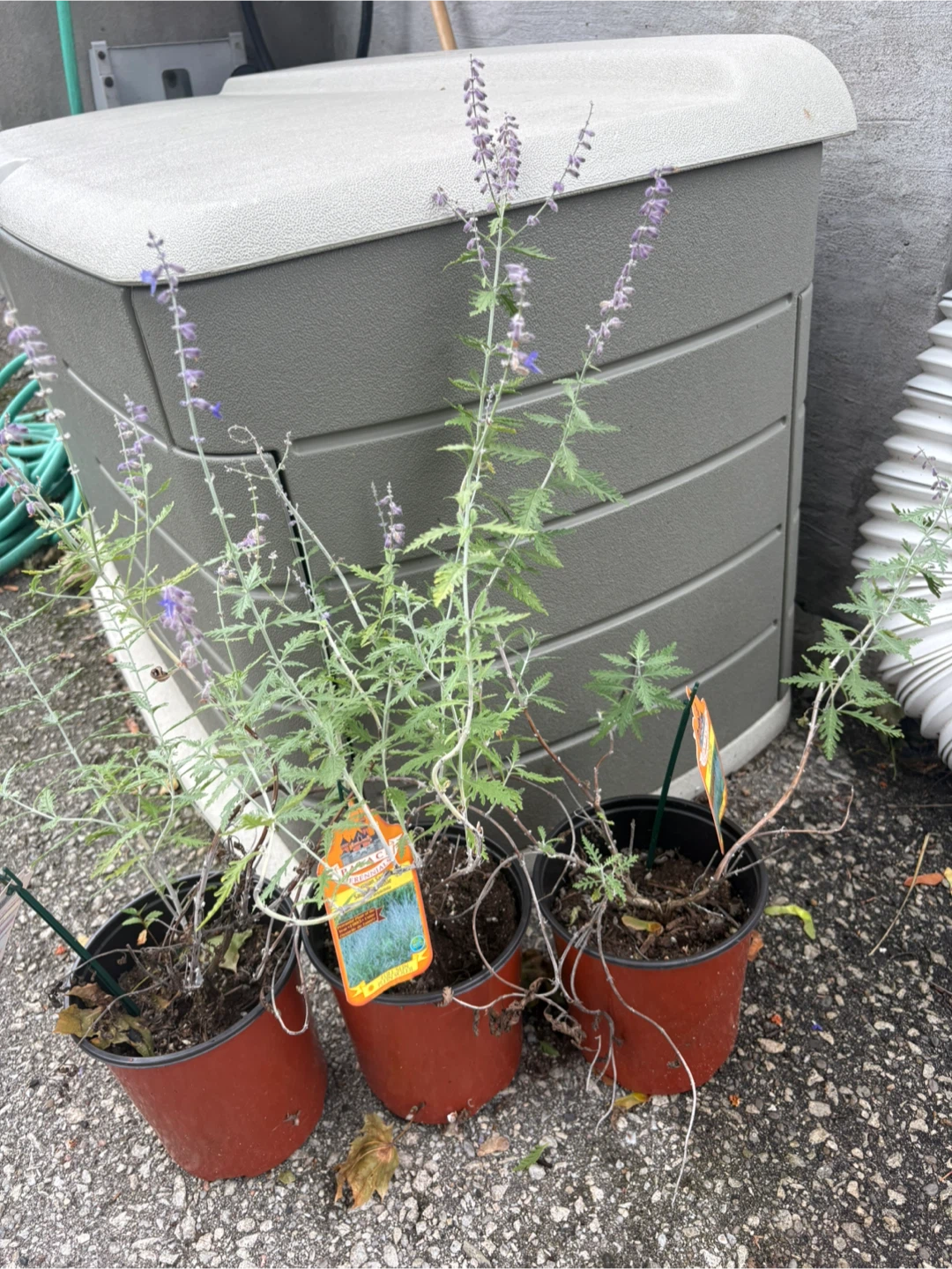 Russian Sage - $2 - photo 3