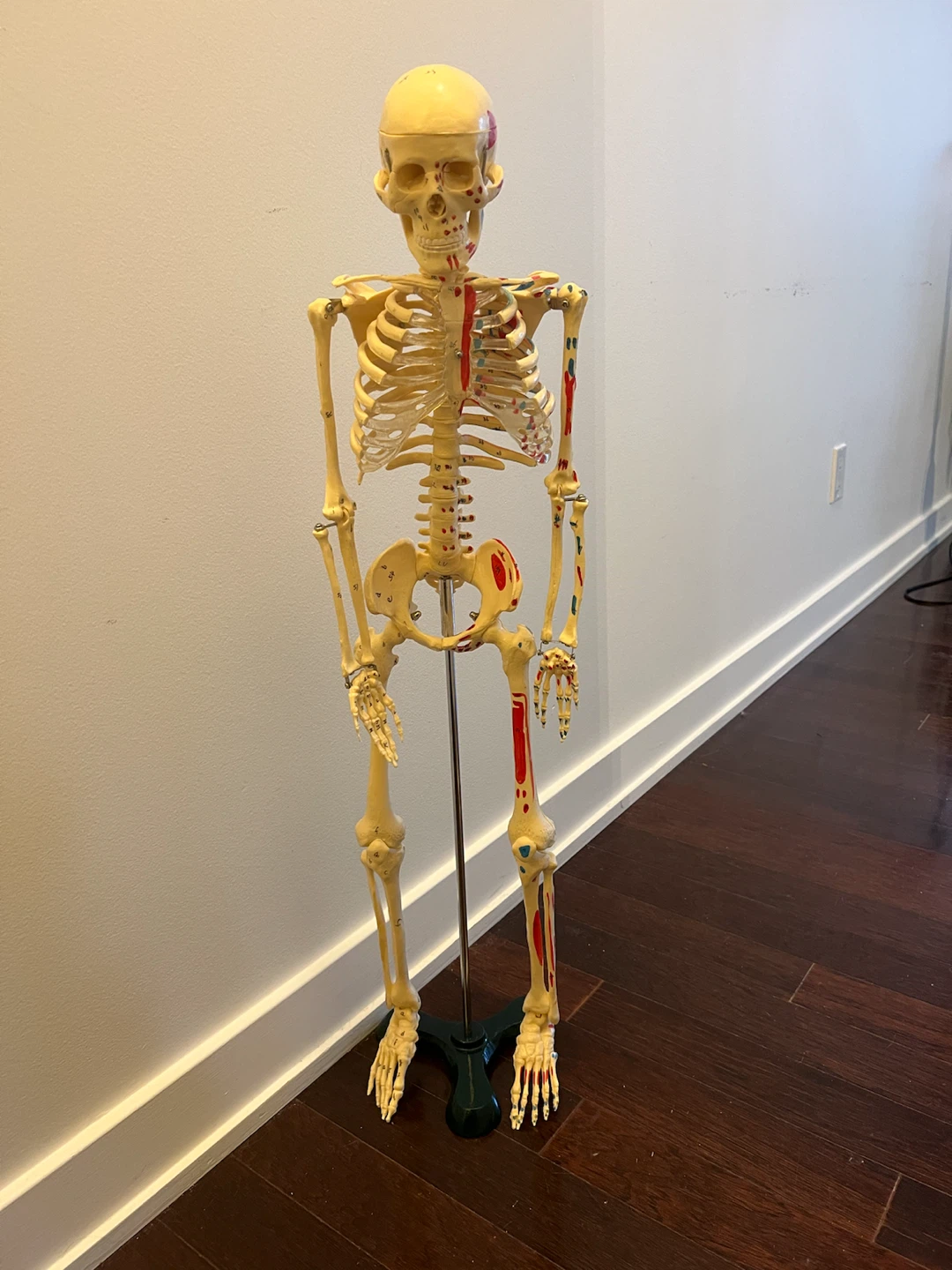 Human Anatomy Skeleton Model