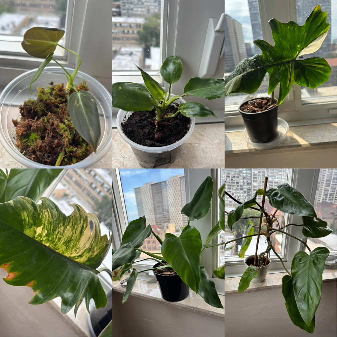 Plant bundle (philodendrons)