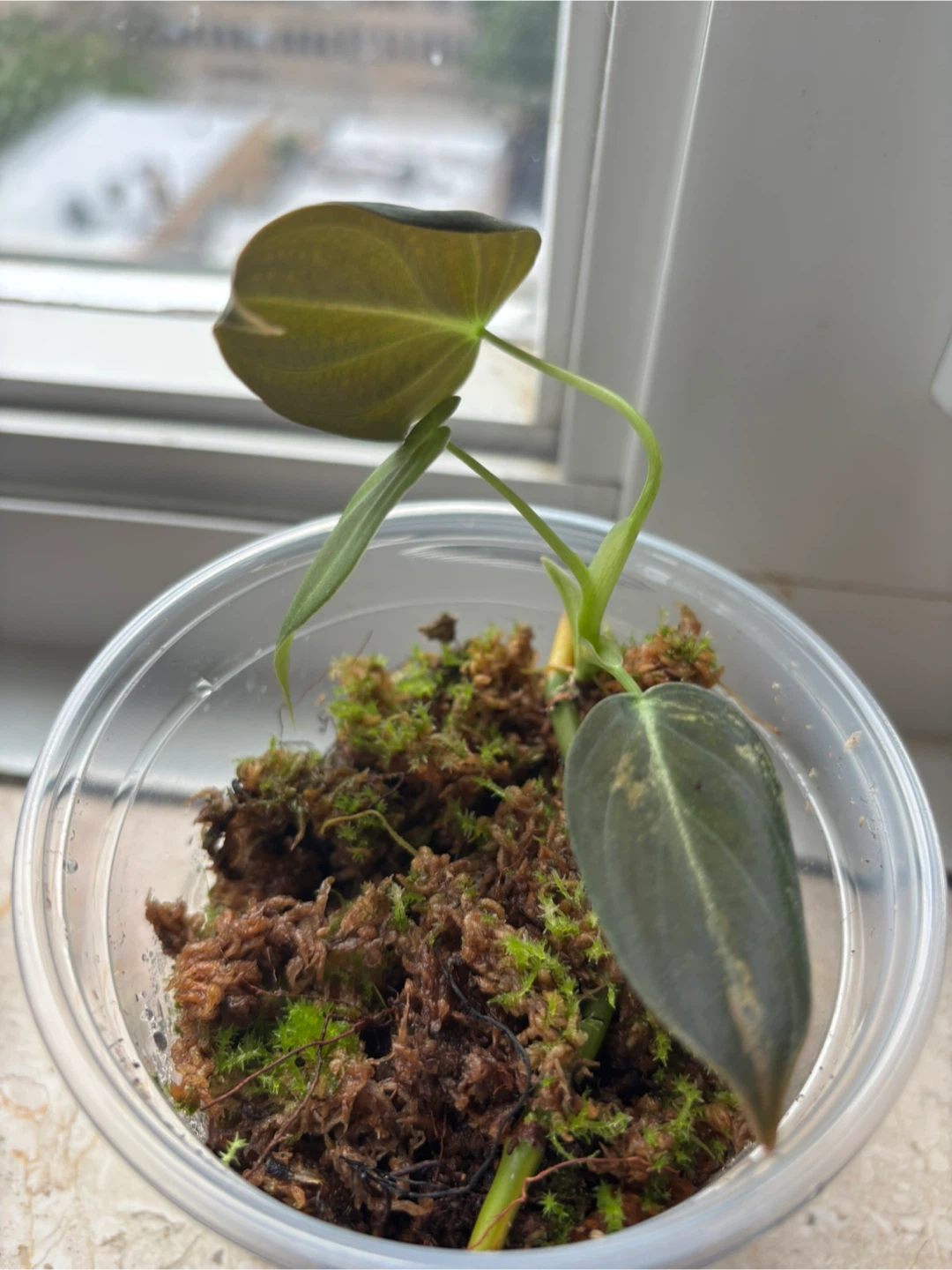 Plant bundle (philodendrons) - photo 2