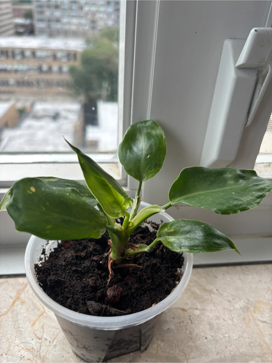 Plant bundle (philodendrons) - photo 3