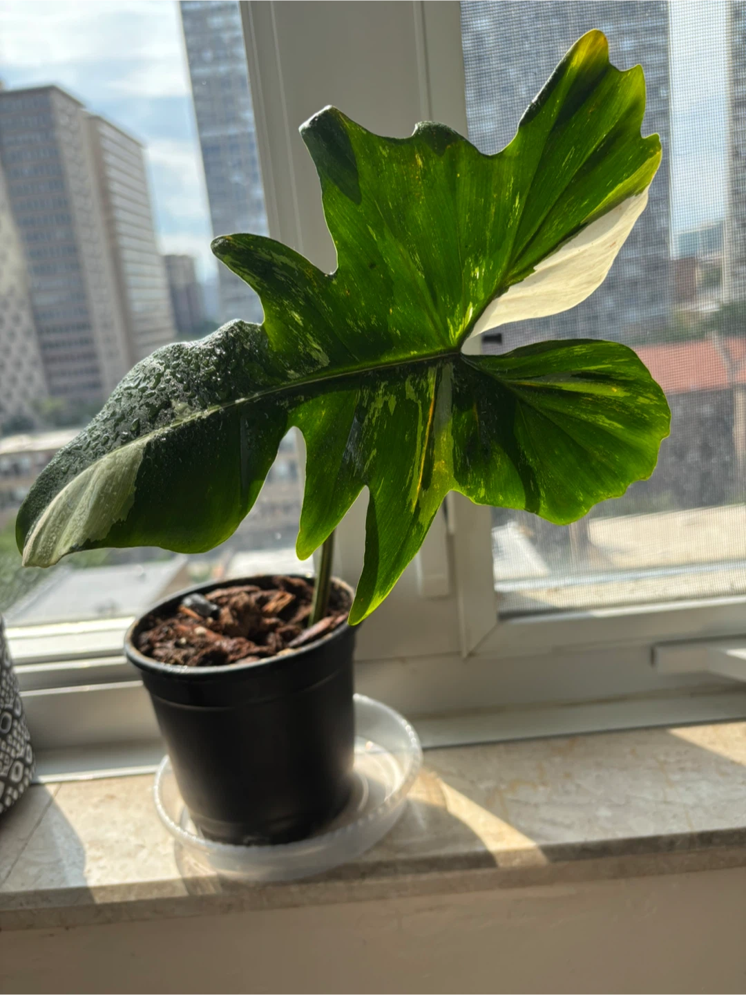Plant bundle (philodendrons) - photo 4