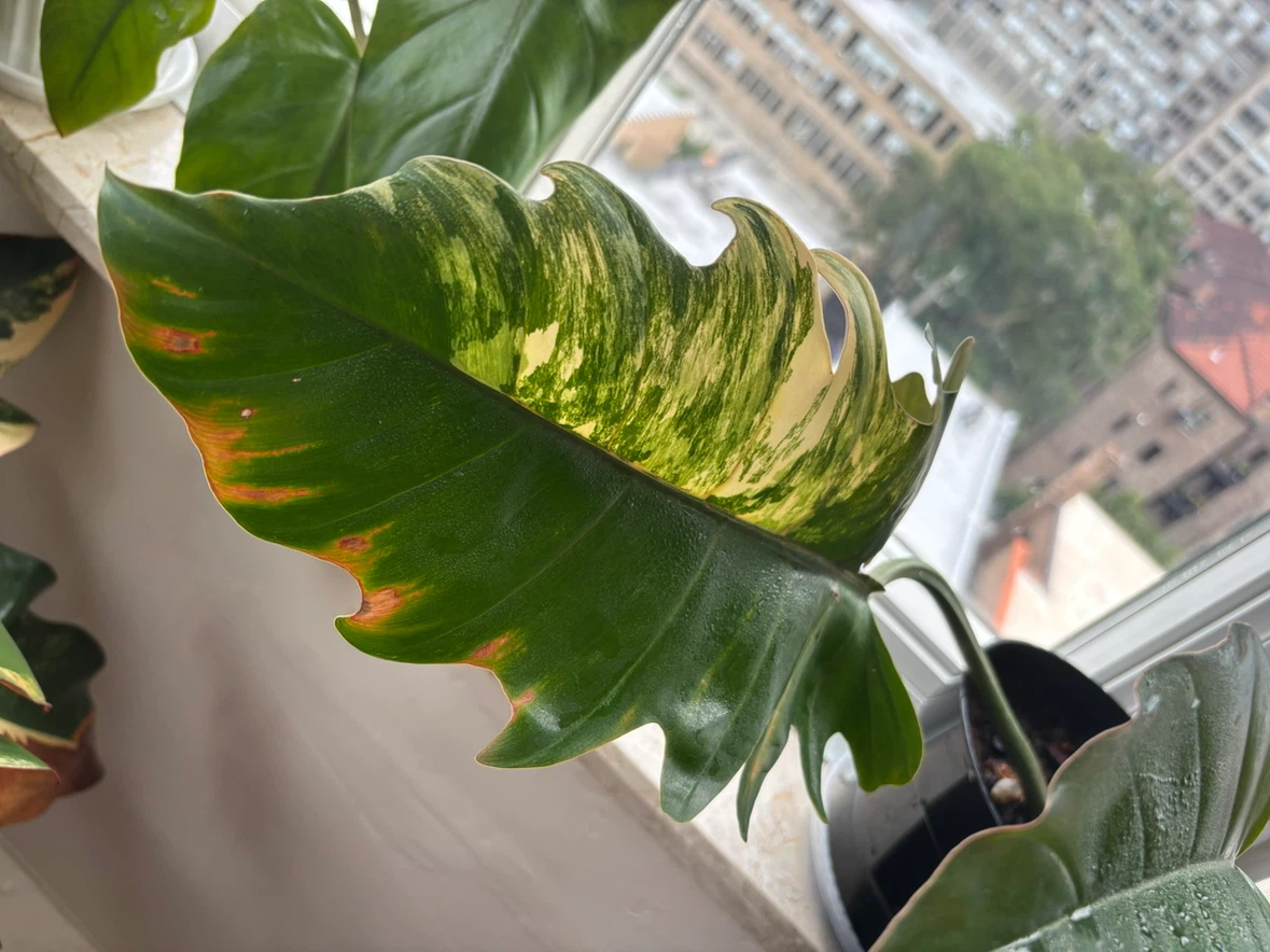 Plant bundle (philodendrons) - photo 5