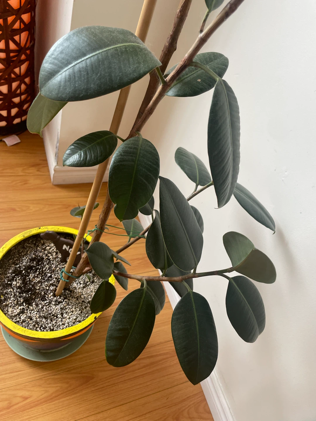 Rubber Tree Plant