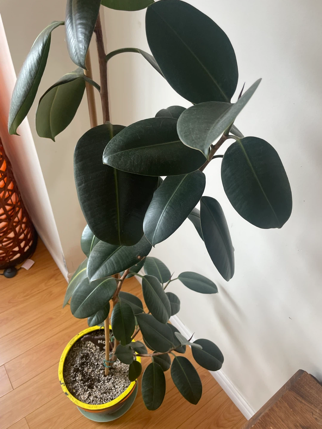 Rubber Tree Plant - photo 2