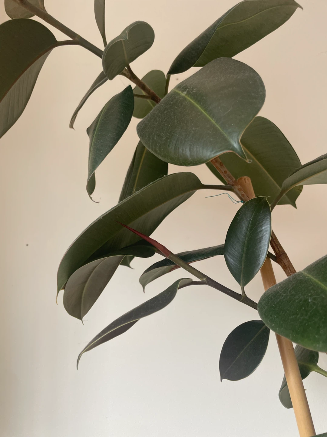 Rubber Tree Plant - photo 3