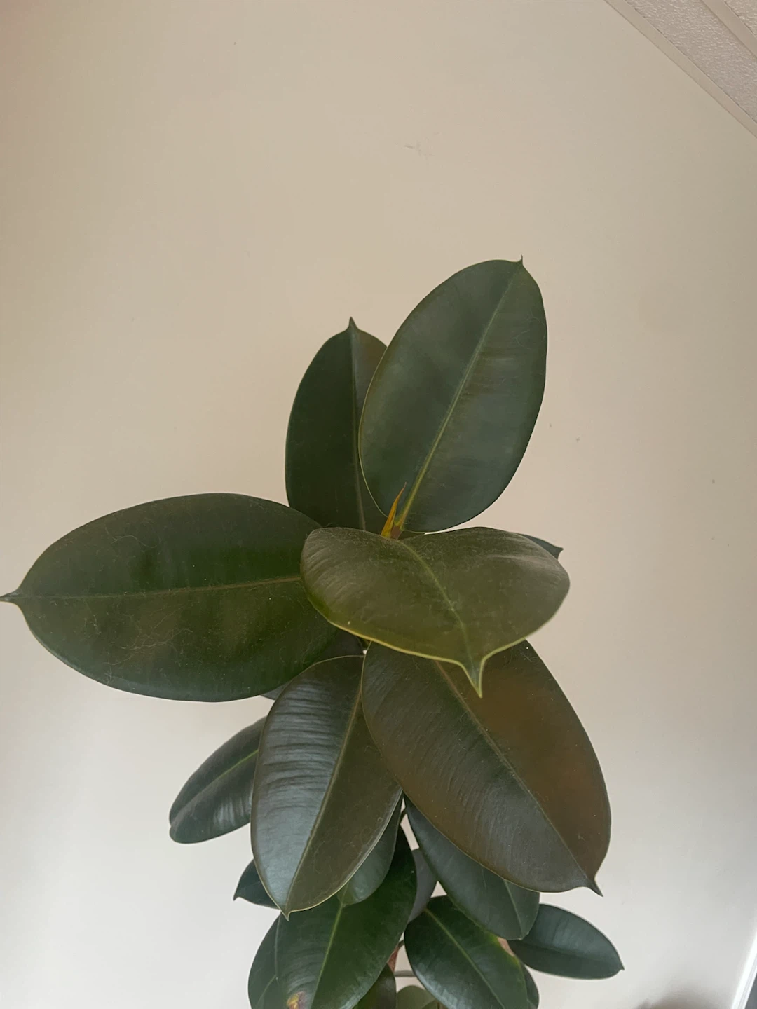 Rubber Tree Plant - photo 4