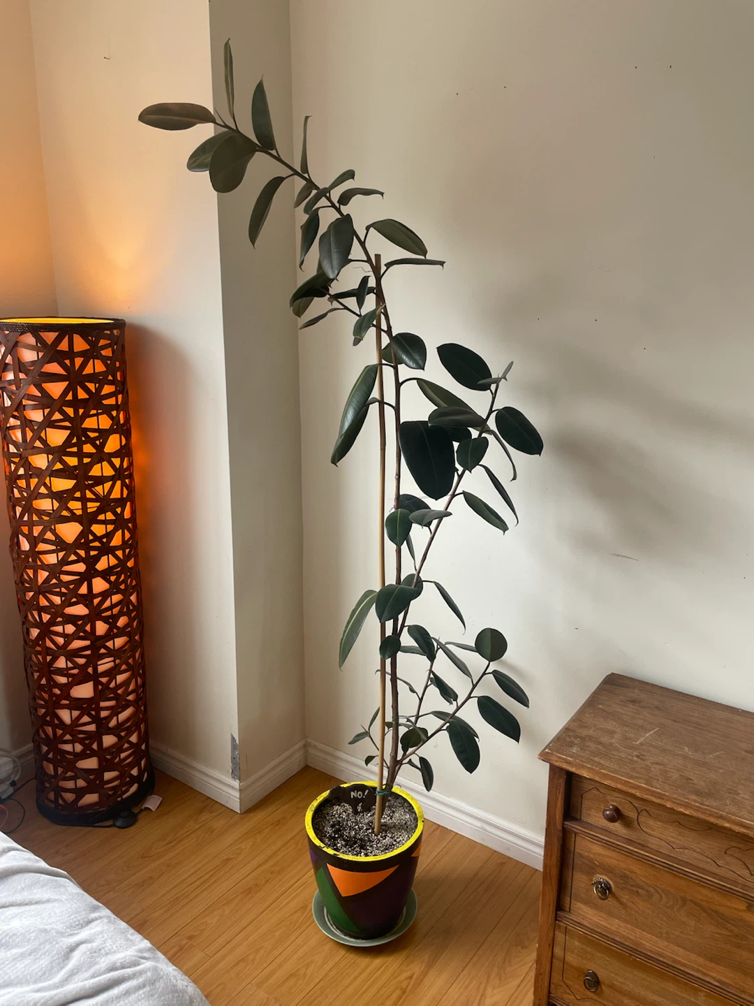 Rubber Tree Plant - photo 5