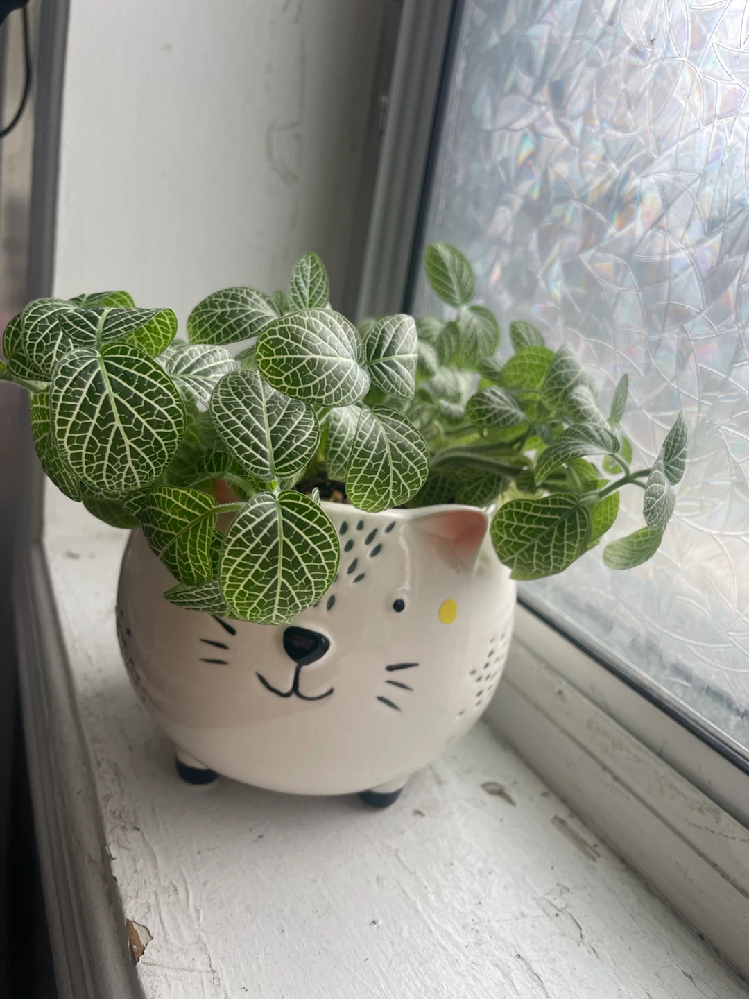 Fittonia Plant