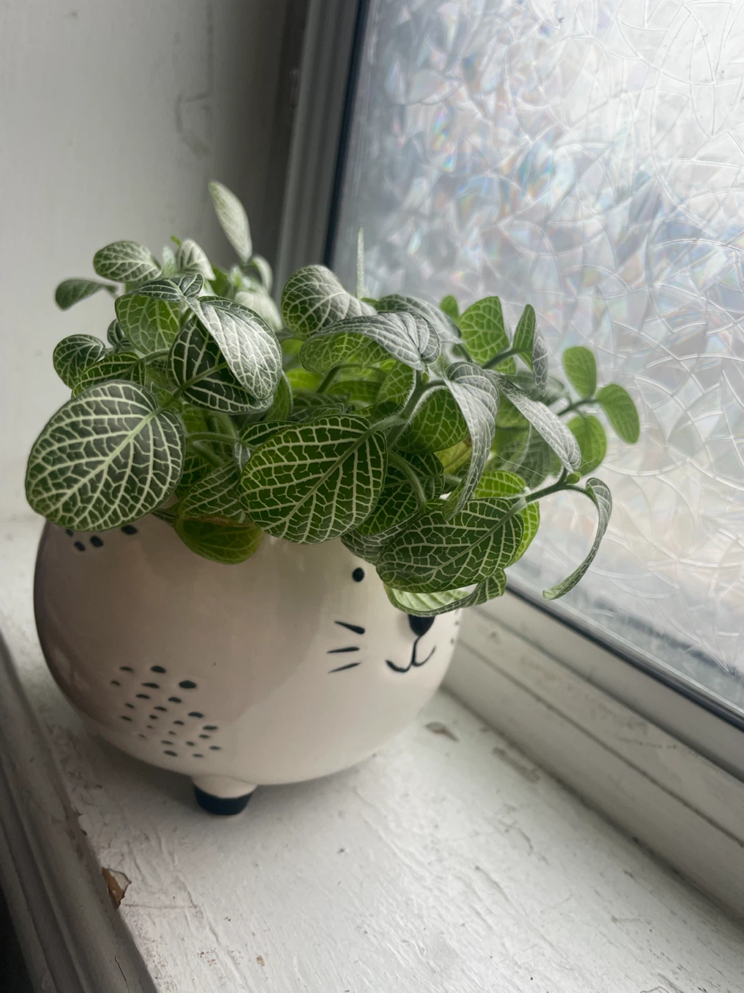 Fittonia Plant - photo 2