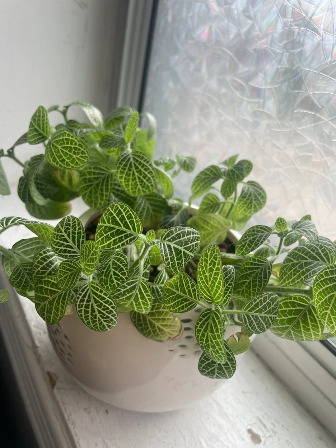 Fittonia Plant - photo 3