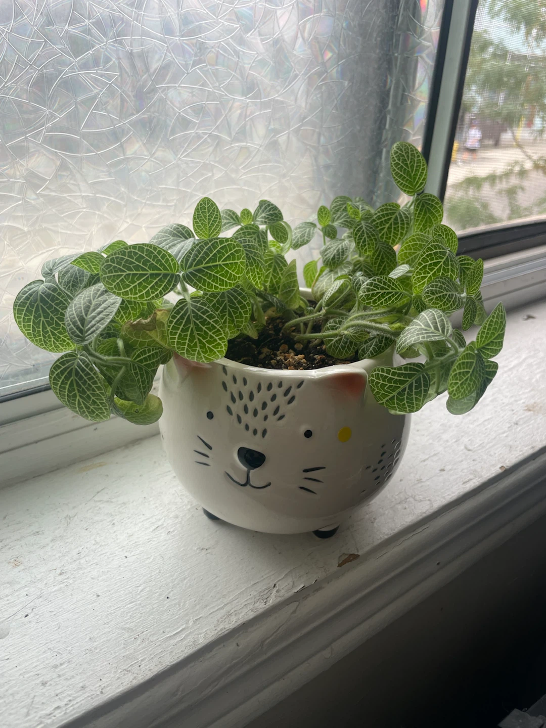 Fittonia Plant - photo 4