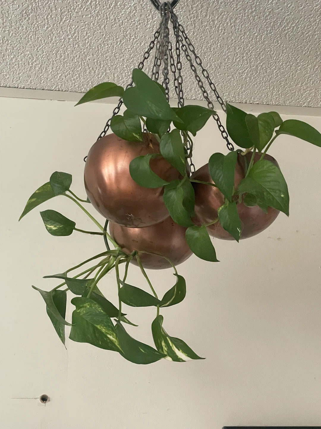 Copper Hanging Planters with Patos
