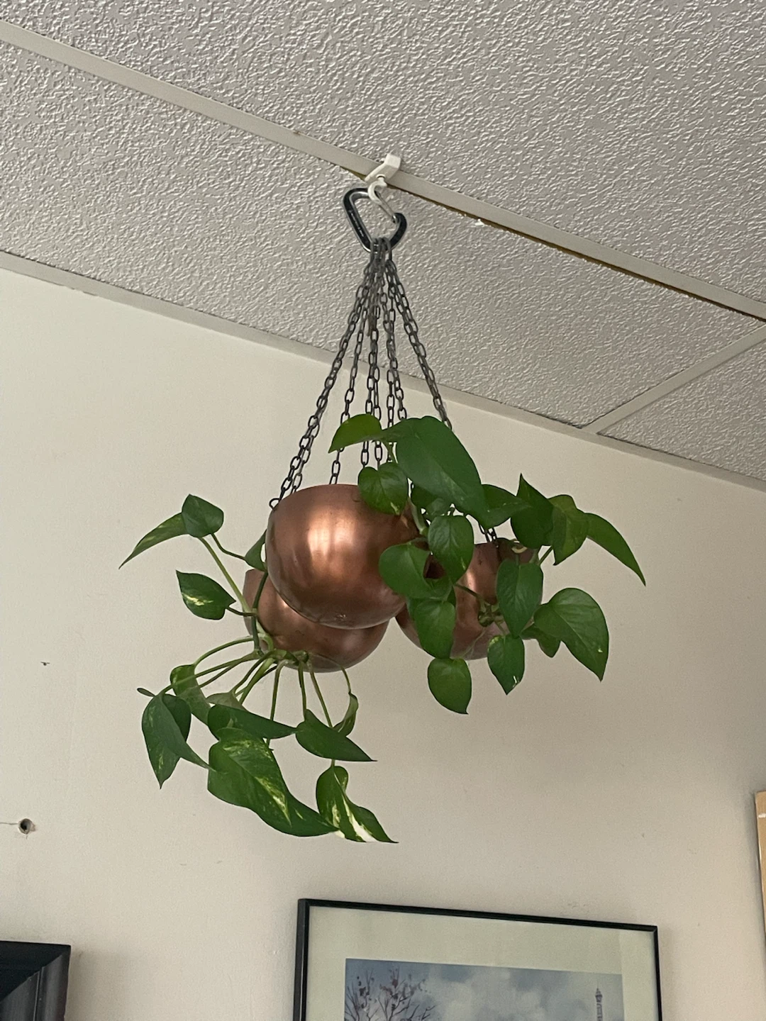 Copper Hanging Planters with Patos - photo 2