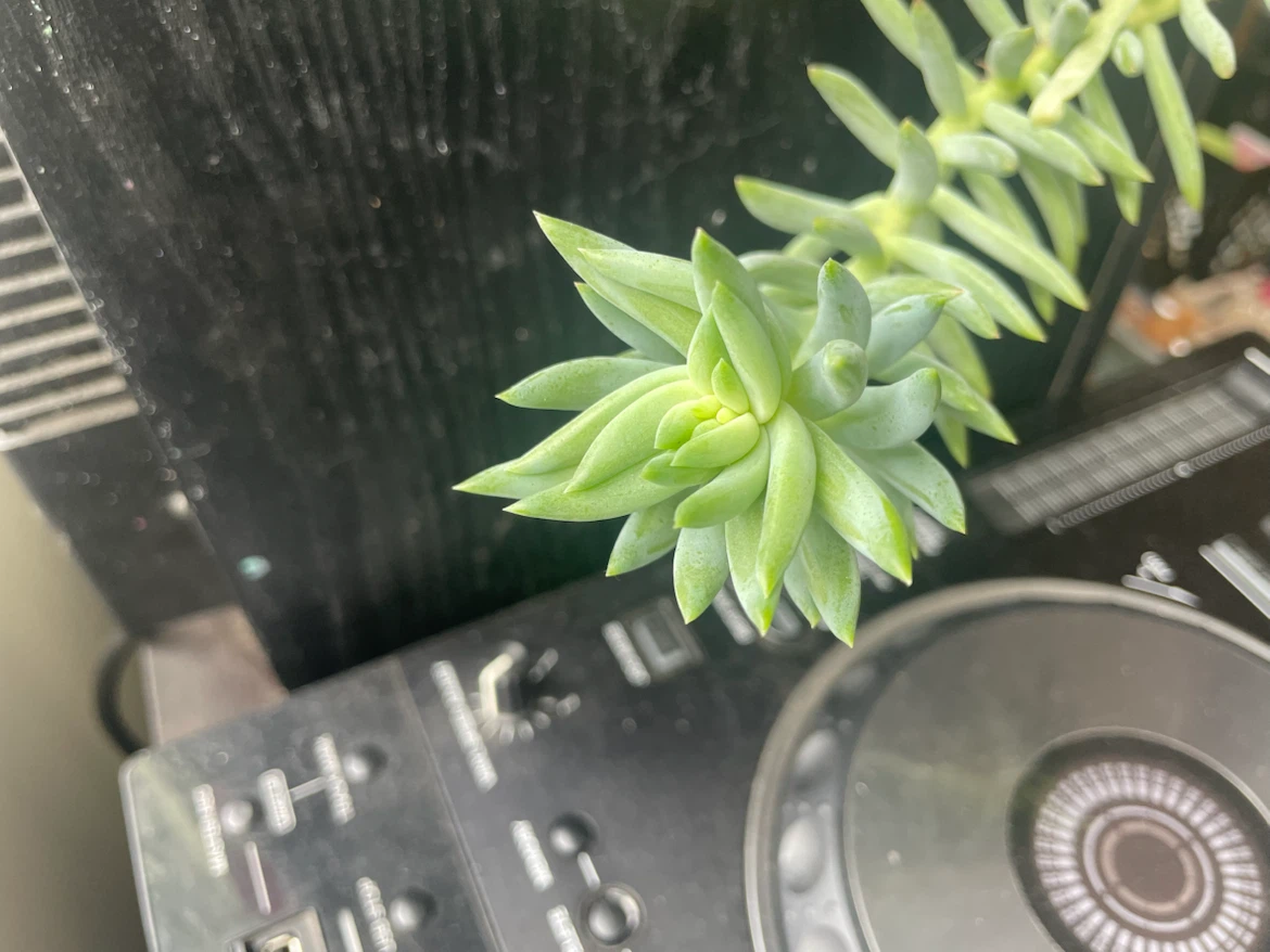 Succulent plant in decorative pot - photo 5