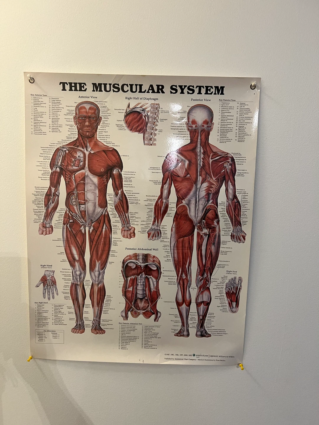 The Muscular System Anatomical Chart