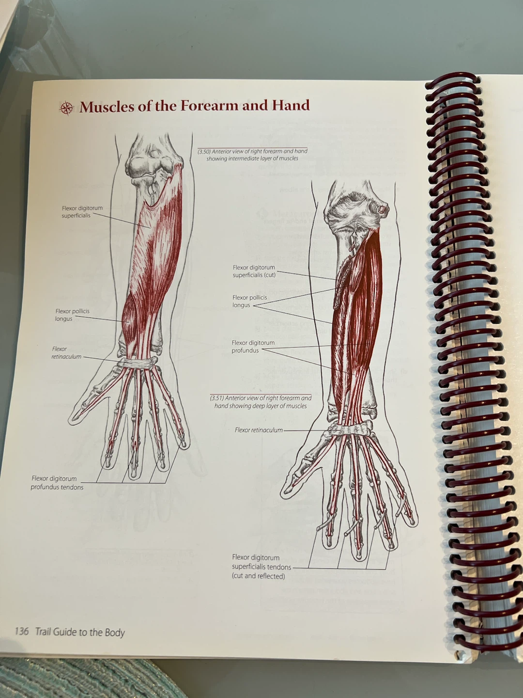 Trail Guide to the Body Third Edition Book - photo 2