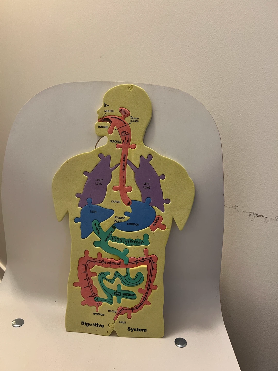 Human Anatomy Digestive System Puzzle