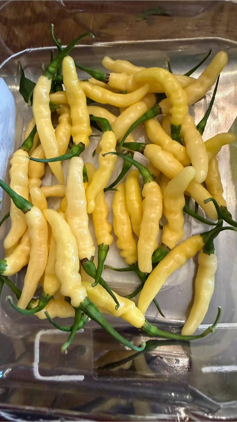 Fresh picked half a pound of Aribibi Gusano peppers