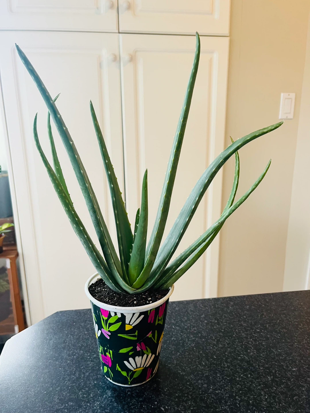 Large Aloe Vera Succulent Plant