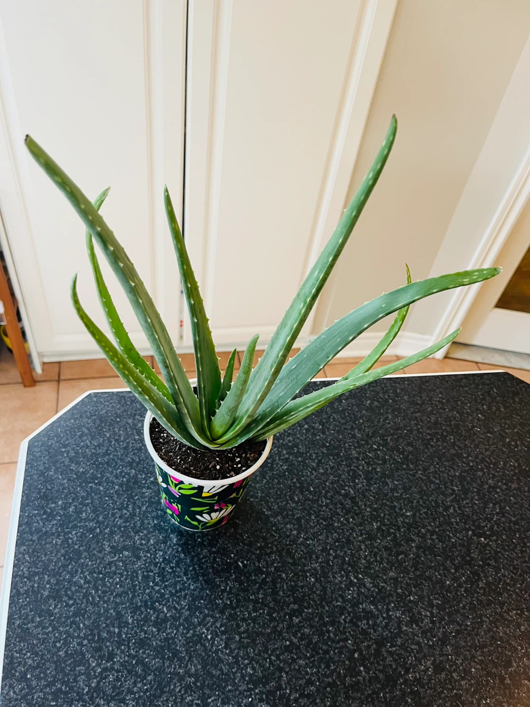 Large Aloe Vera Succulent Plant - photo 2