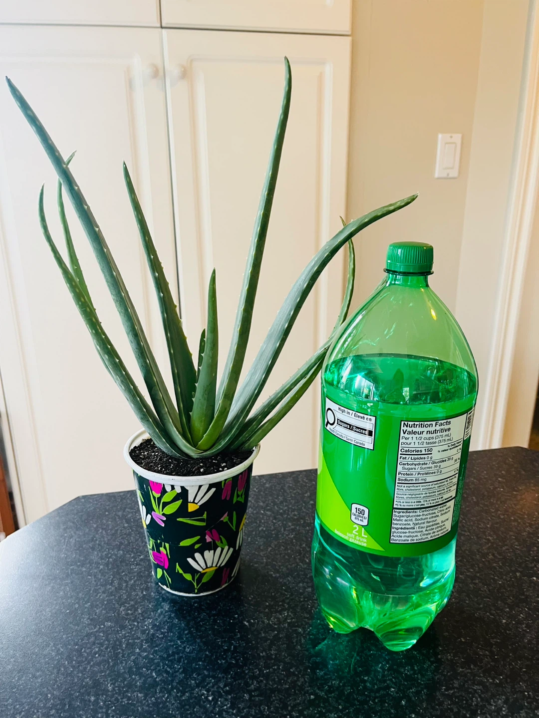 Large Aloe Vera Succulent Plant - photo 3
