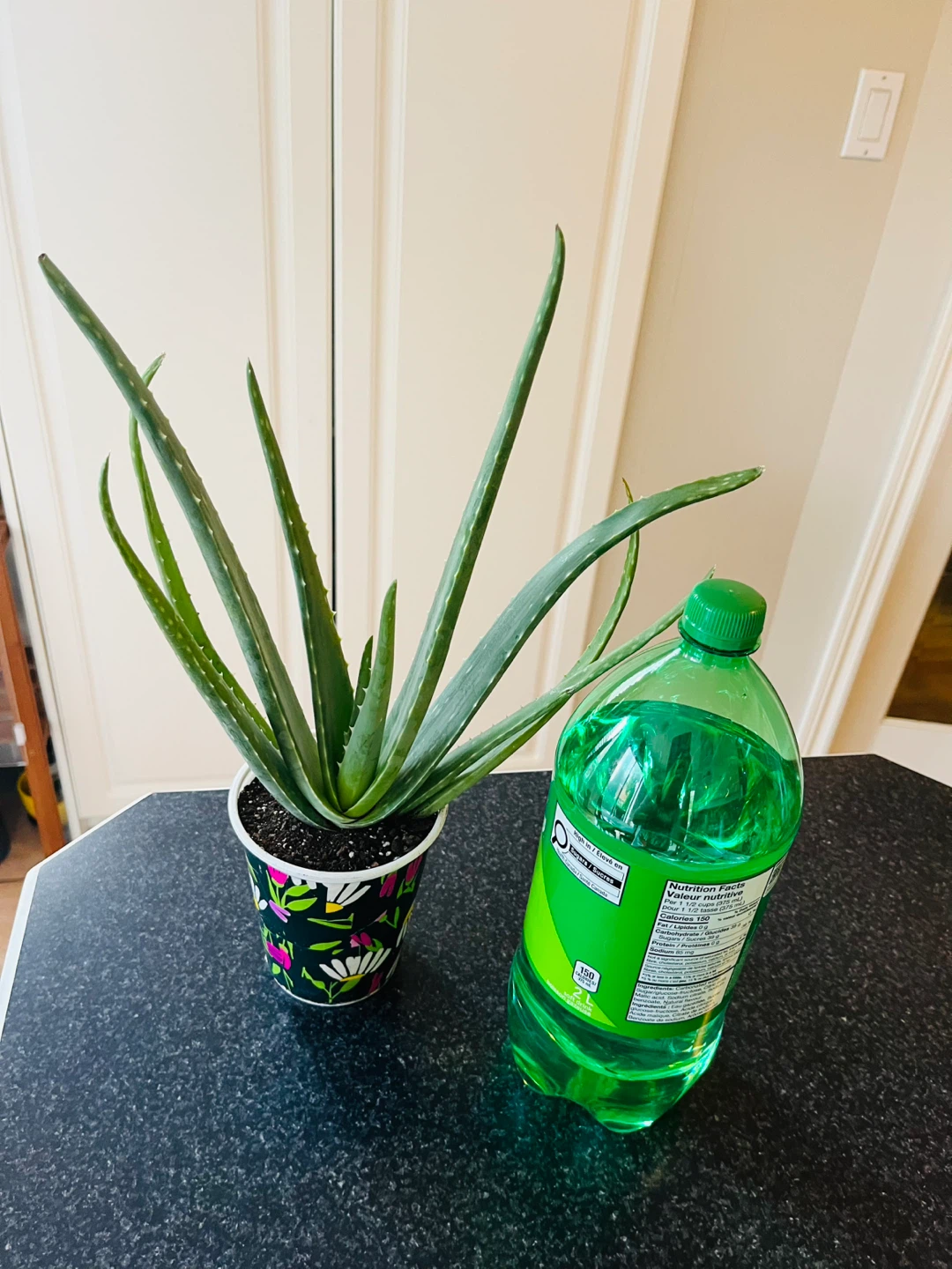Large Aloe Vera Succulent Plant - photo 4