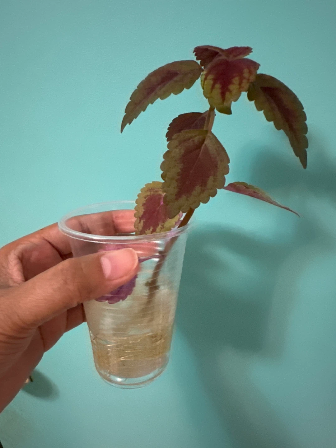 Coleus Cutting in Water