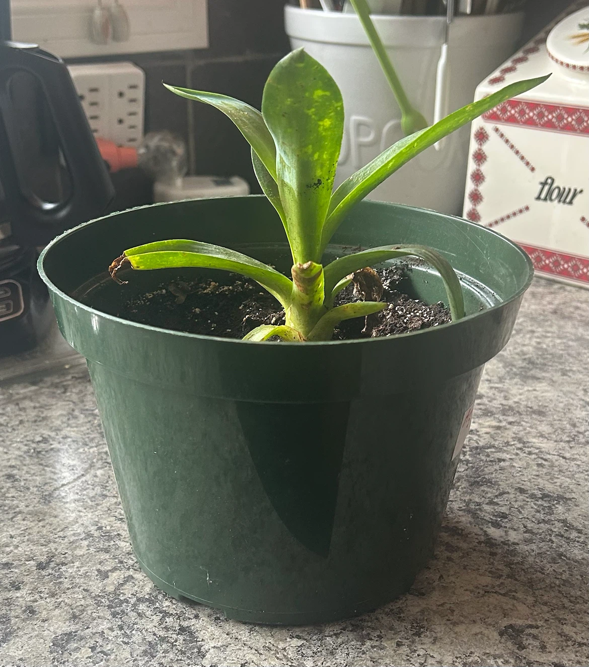 Century House Plant