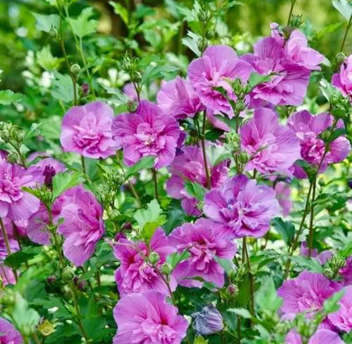 Lavender Chiffon Rose of Sharon Plant - photo 2