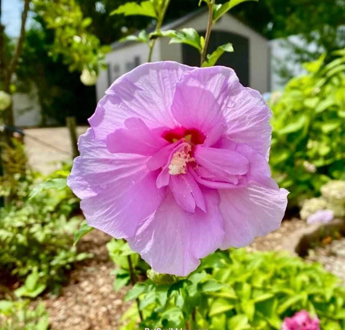 Lavender Chiffon Rose of Sharon Plant - photo 3