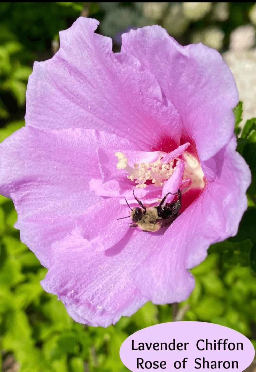 Lavender Chiffon Rose of Sharon Plant - photo 4