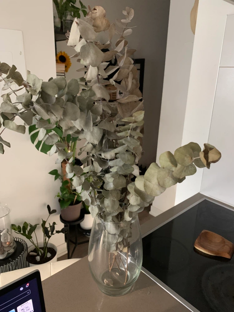 FREE Dried Eucalyptus Bunch