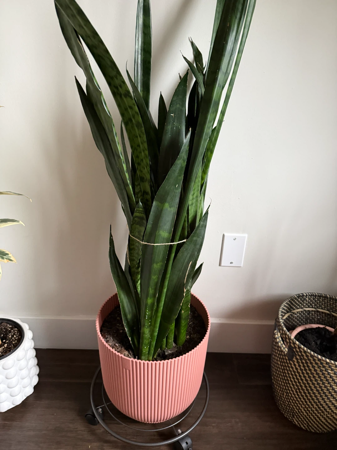 Snake Plant in Pink Ribbed Pot