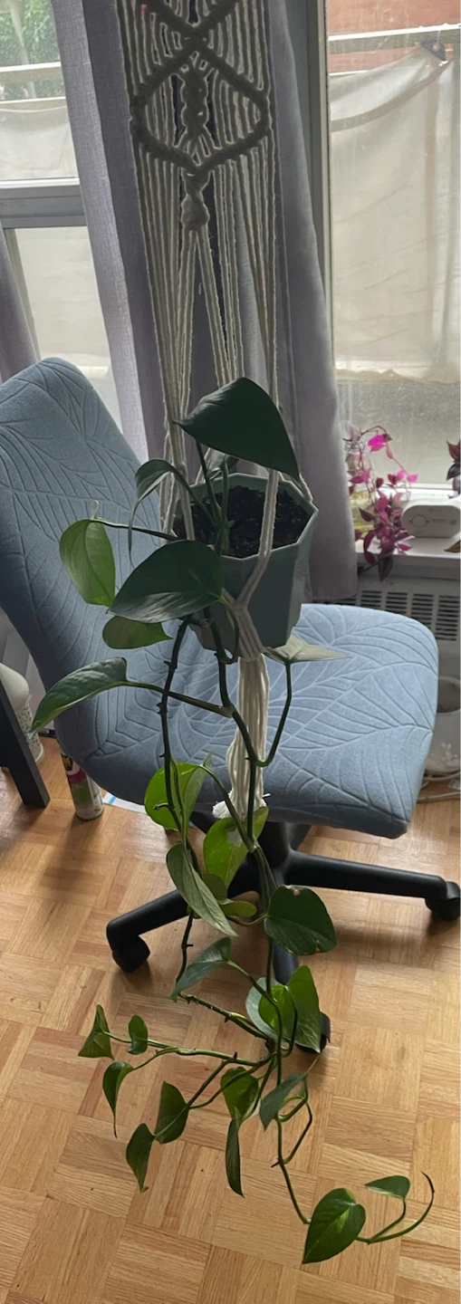 Golden Pothos in Macrame Hanger