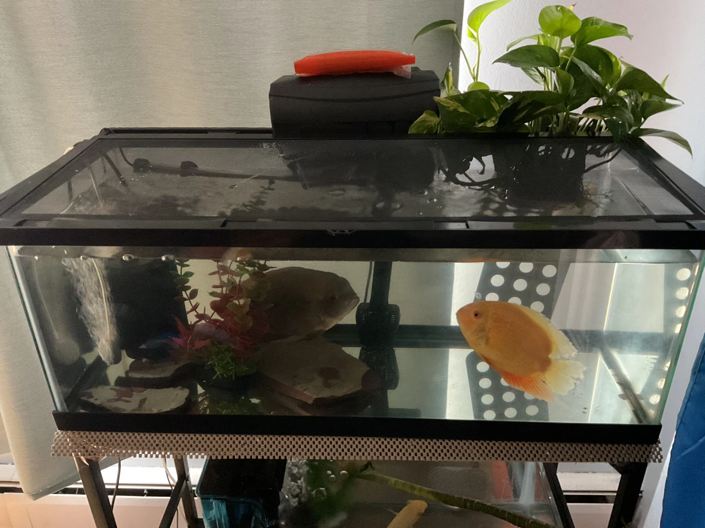 Aquarium 20 gallon with 3-Tier Aquarium Stand