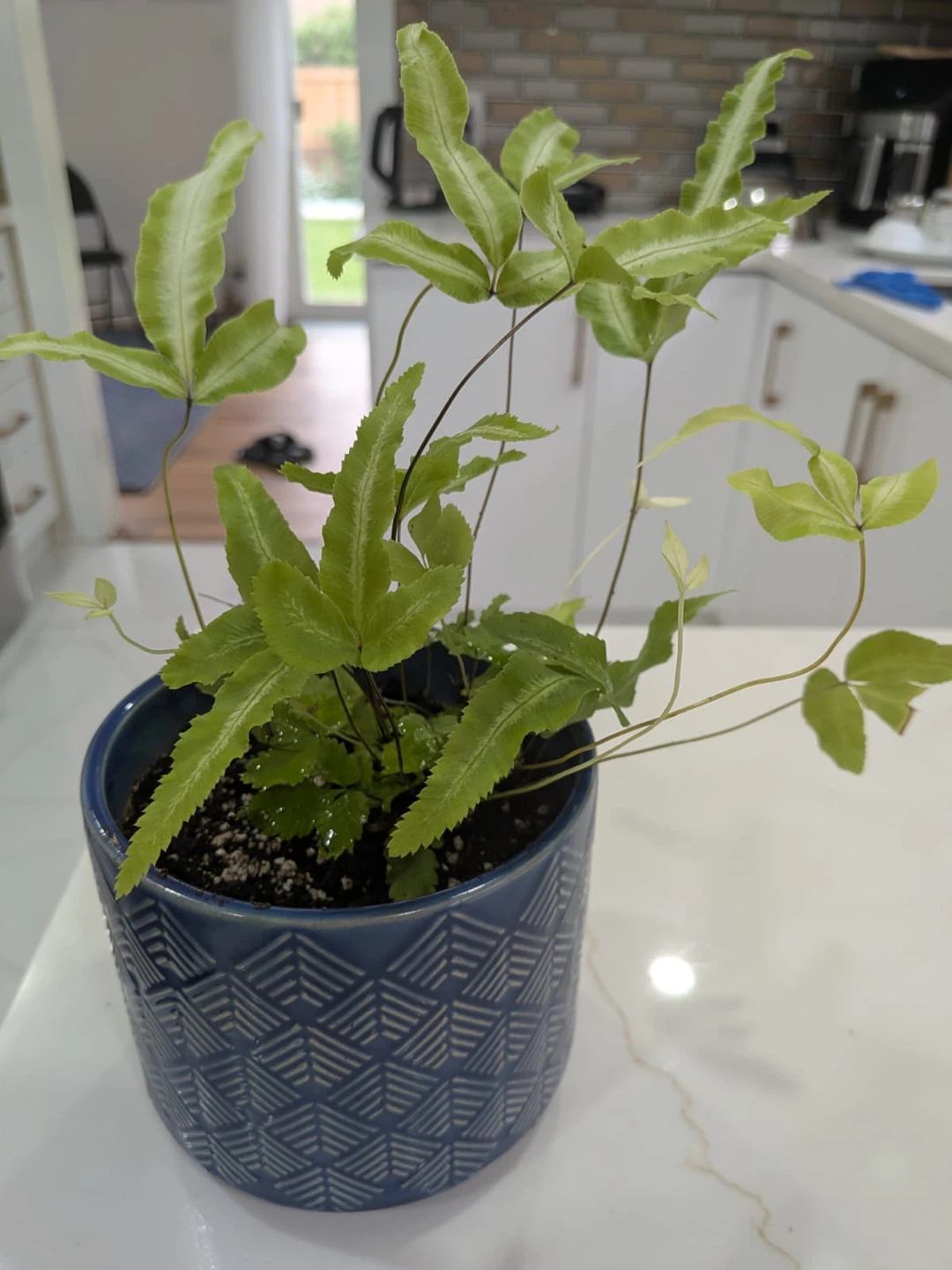 Potted Ribbon Fern Plant