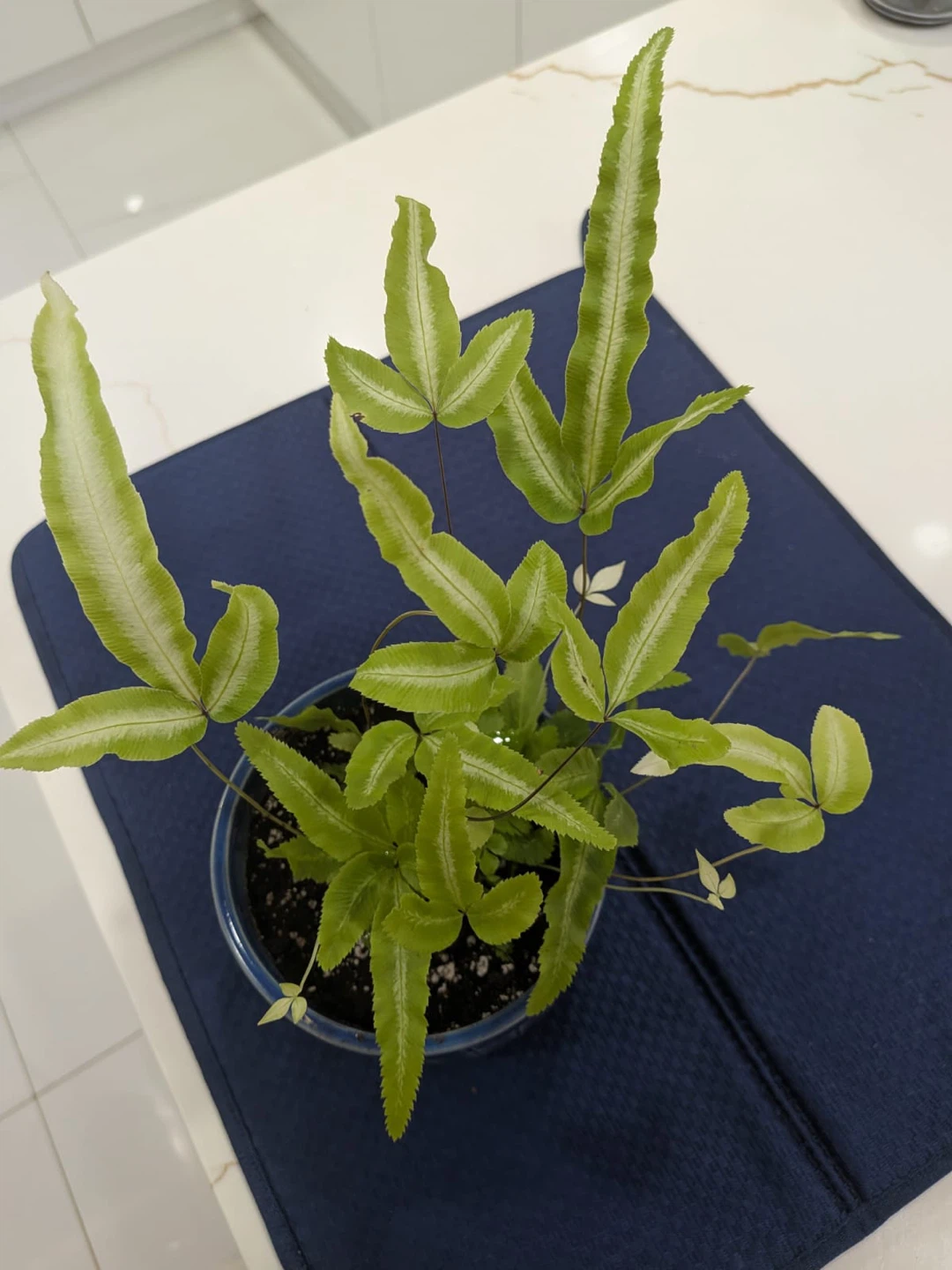 Potted Ribbon Fern Plant - photo 2