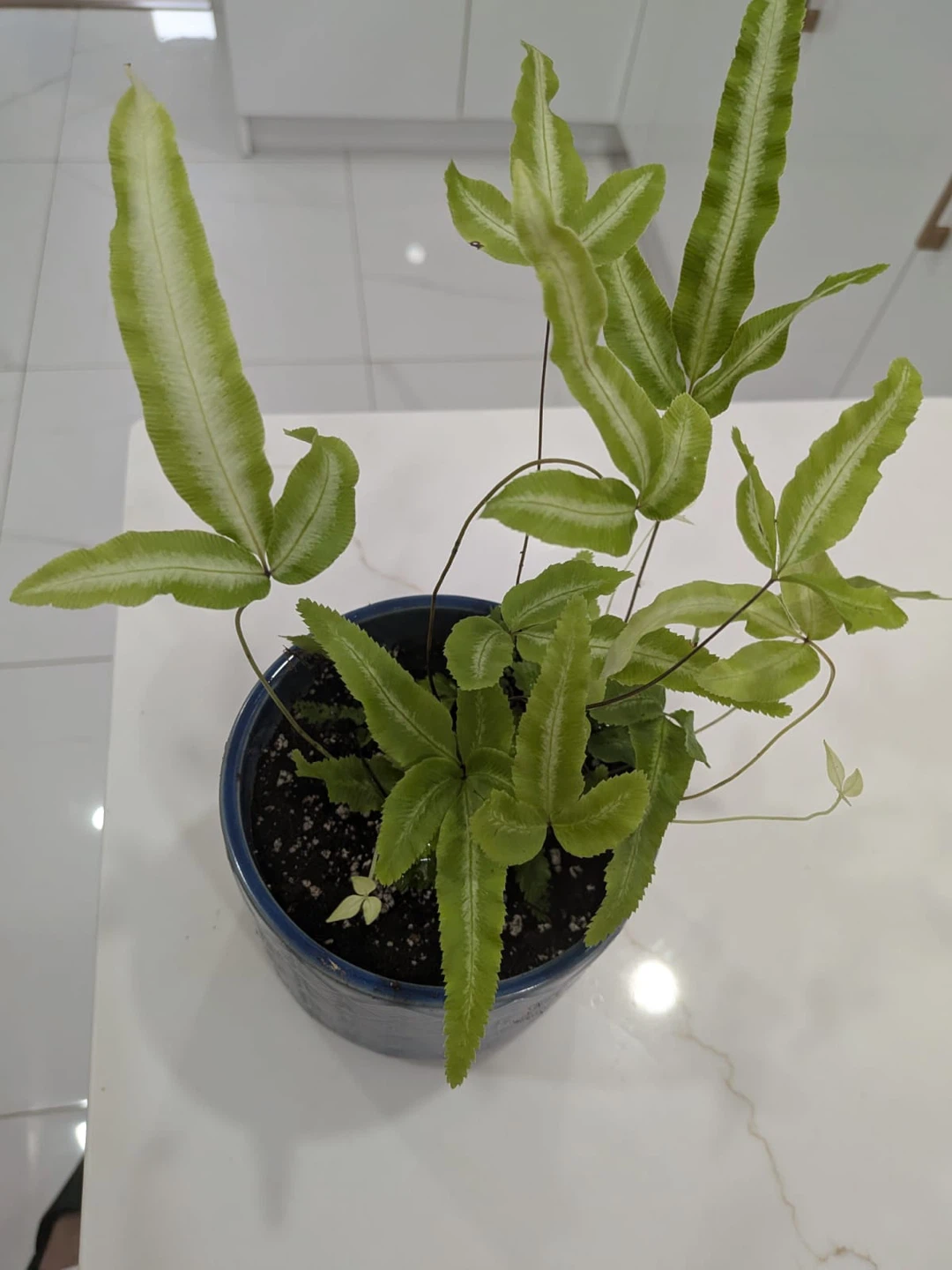 Potted Ribbon Fern Plant - photo 3
