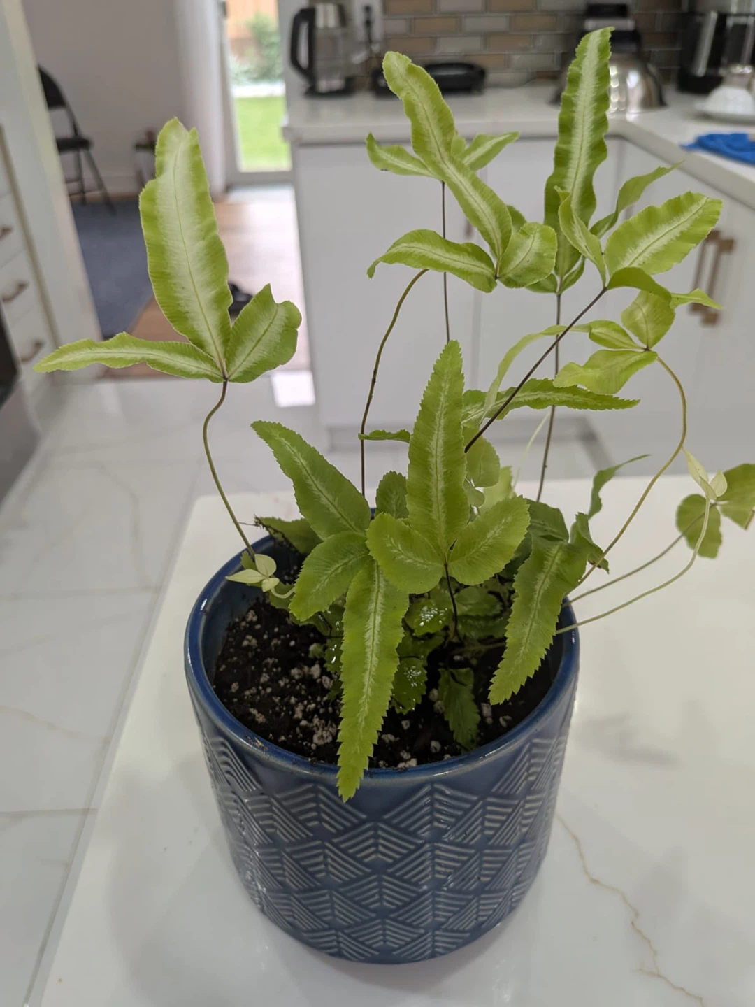 Potted Ribbon Fern Plant - photo 4