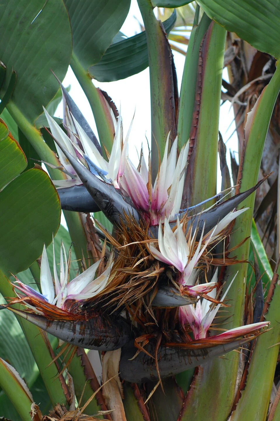 White Bird of Paradise Plant